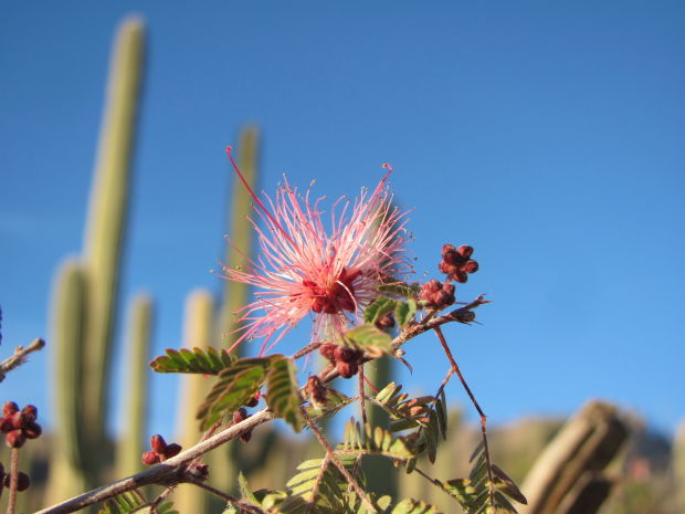 Fairy dusters in bloom